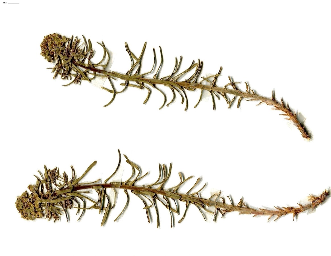 Euphorbia cyparissias (Euphorbiaceae)